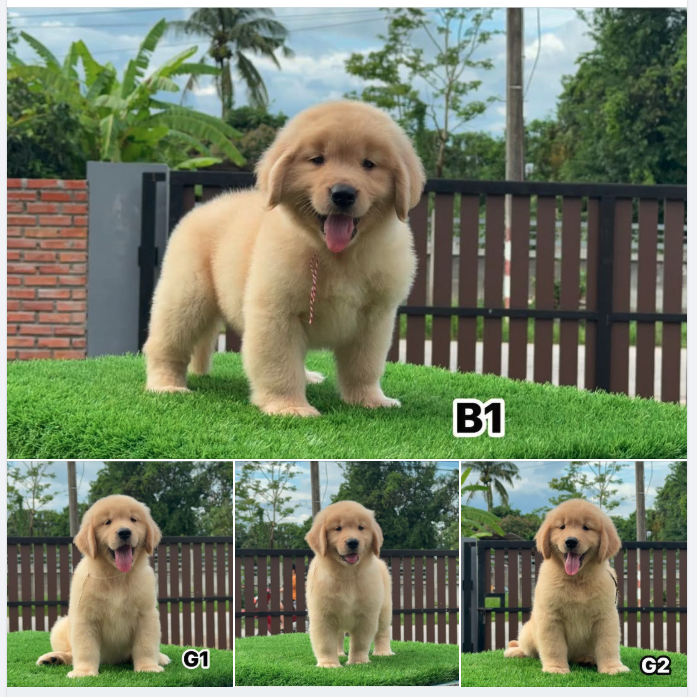 เดอะ คอนแวนชั่น คอนโด เชียงใหม่